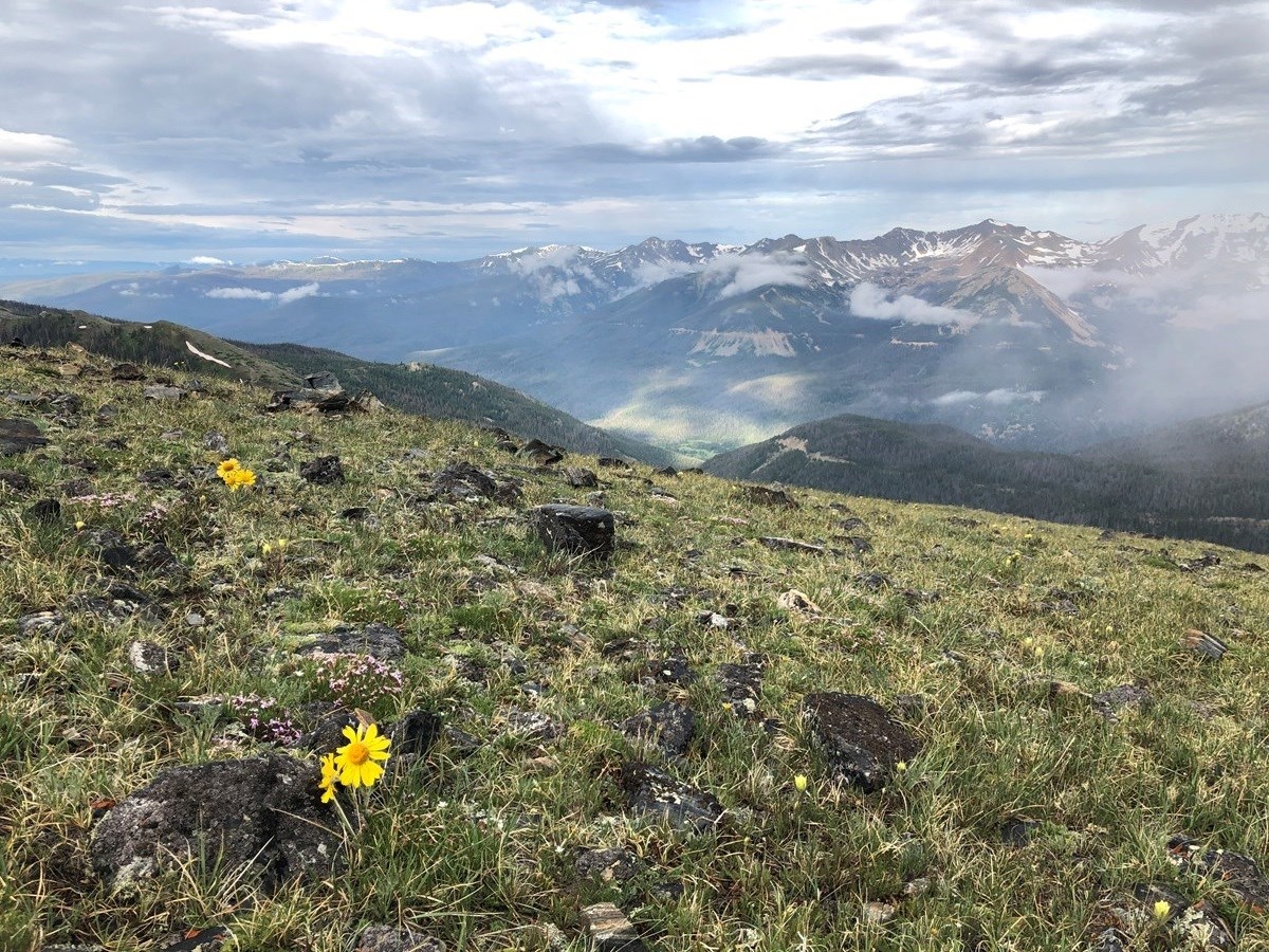 A short yellow sunflower grows in the alpine with snowcapped peaks behind it.