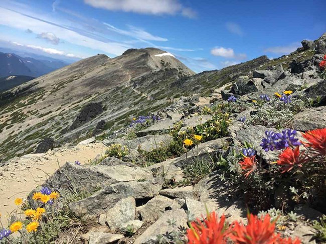 A mountain ridge with wildflowers.