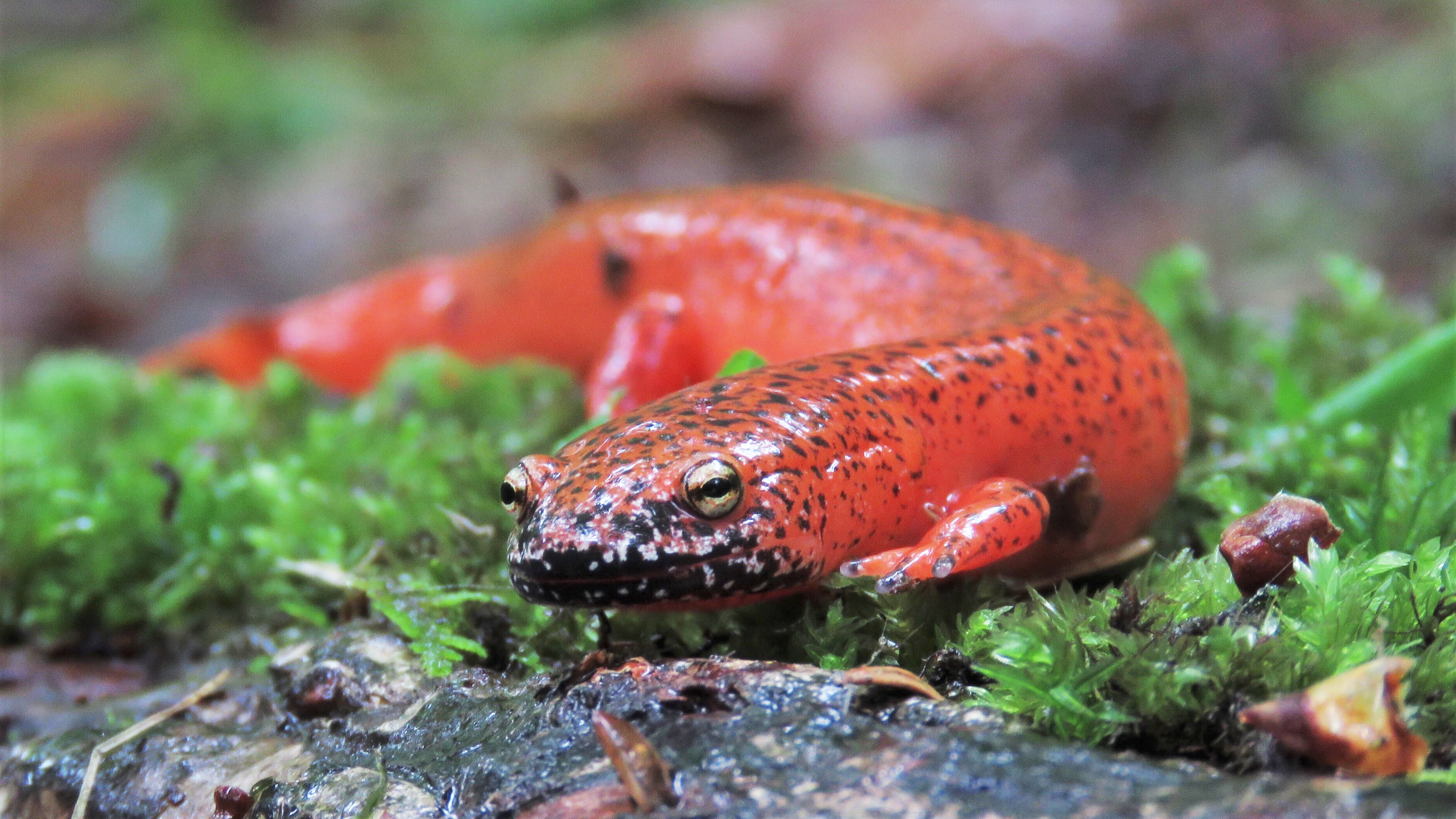 Closeup of a red salamander with a black-colored mouth and chin