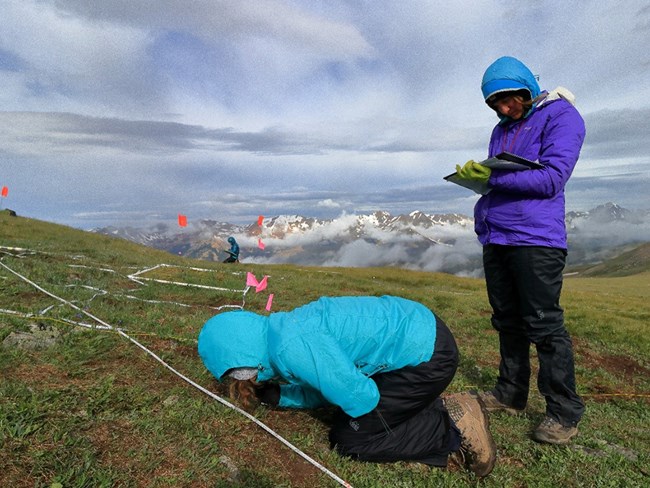 A warmly bundled observer leans close to the ground to examine plants on an alpine slope.