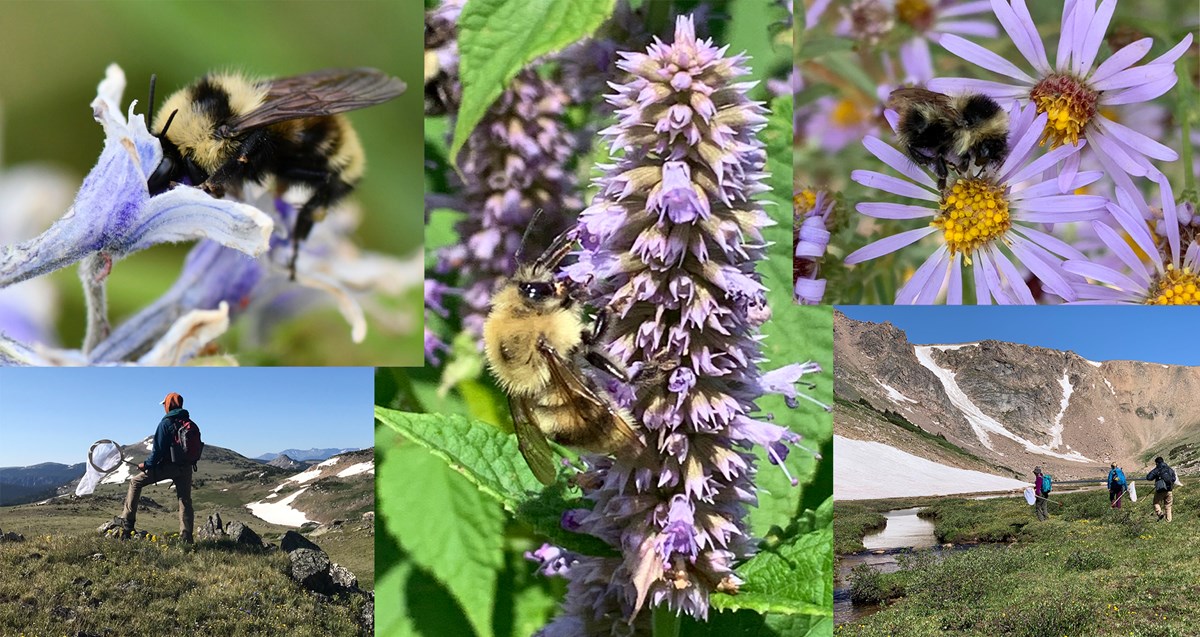 A collage of photos of bees at flowers, with two photos of researchers in the alpine.