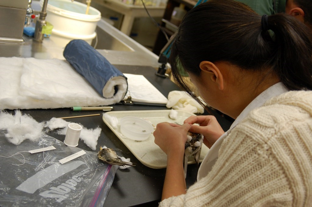 Woman preparing a Bird Specimen