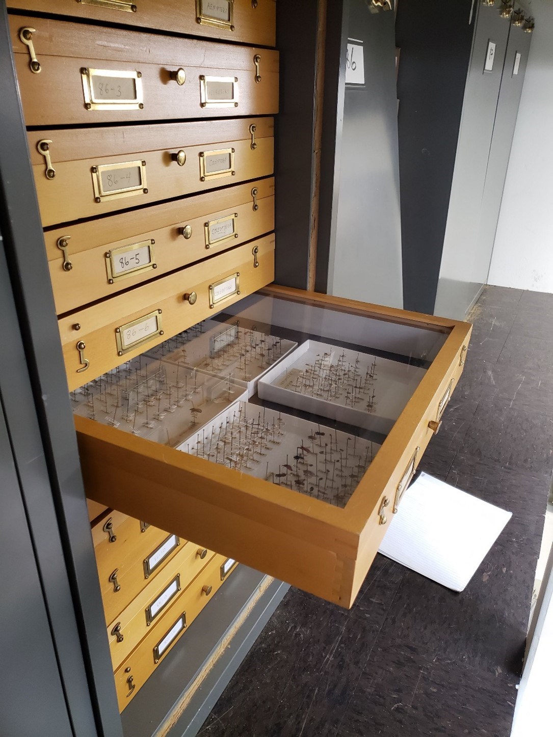 A gray metal cabinet with wooden drawers, one of which is pulled out to show insect specimens.