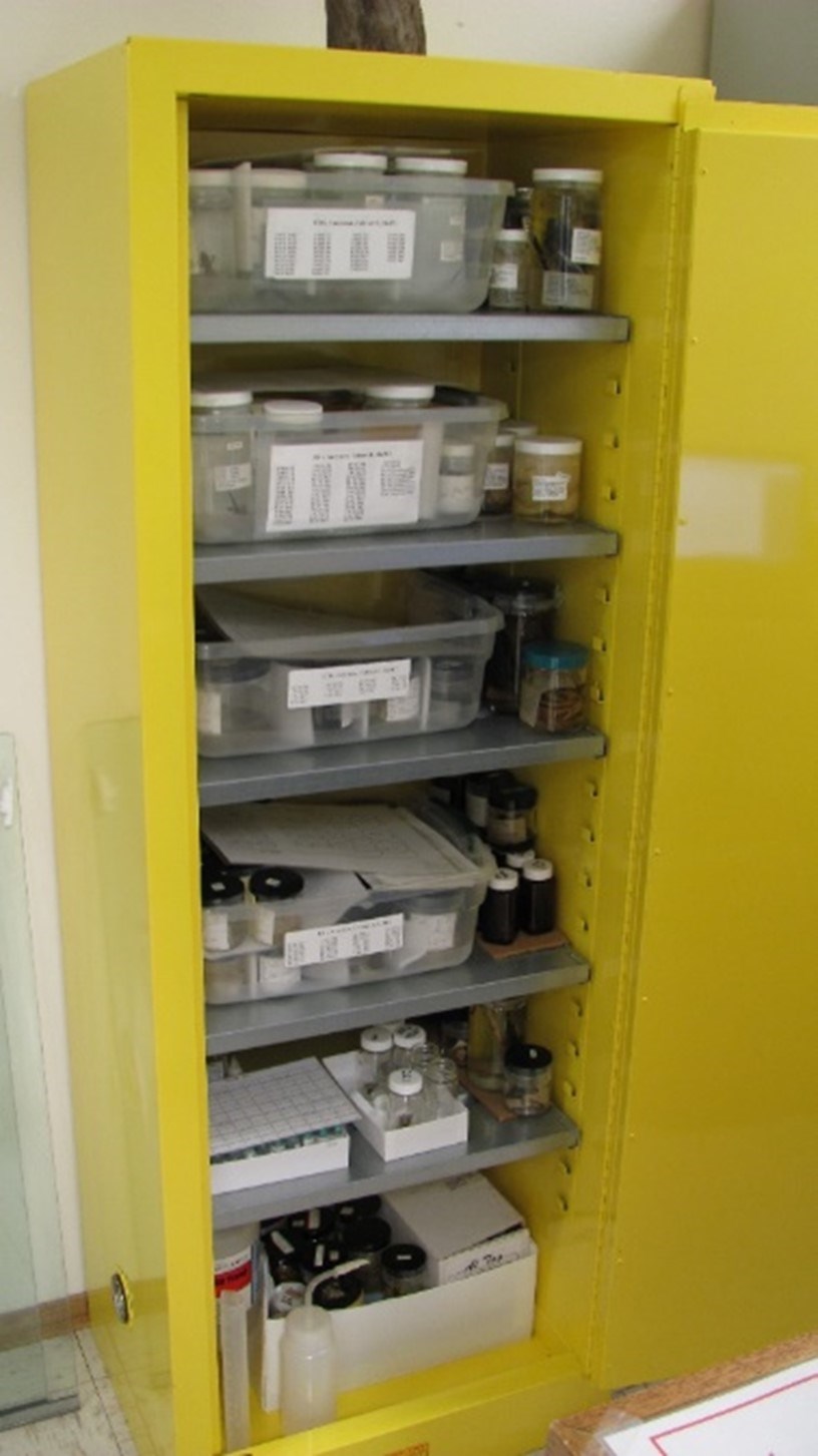 A yellow metal cabinet open to show tupperware containers of wet specimens.