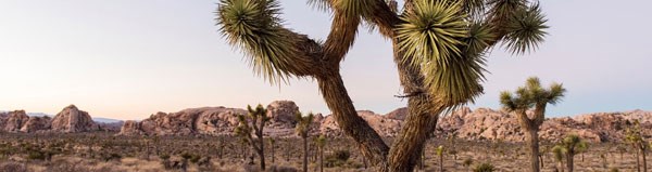 Link to Draw Joshua Tree: Teaching with Museum Collections Lesson Plan