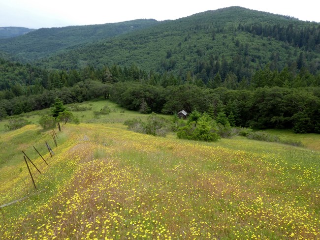 Large hilly open area with trees and a building in the distance