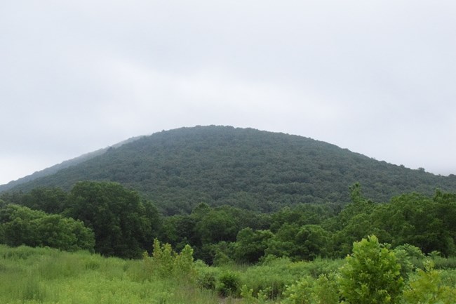 Mountain hisside covered with trees