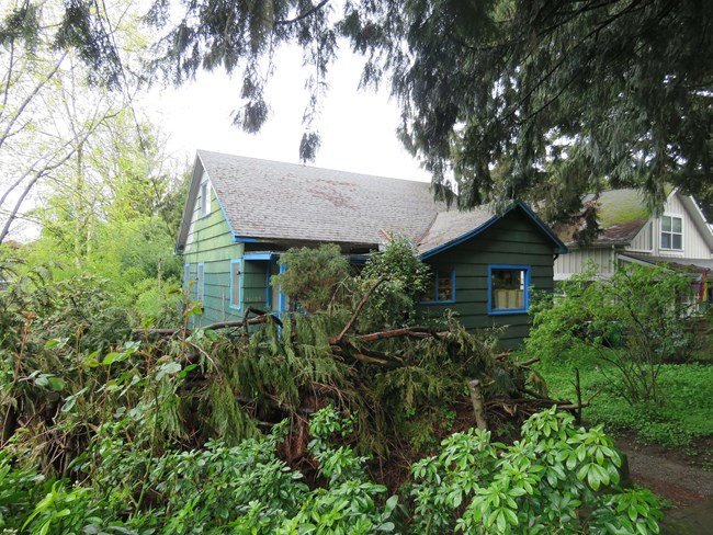 House set back with fallen tree in foreground