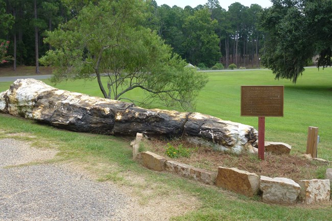 Petrified Log on the ground with descriptive plaque