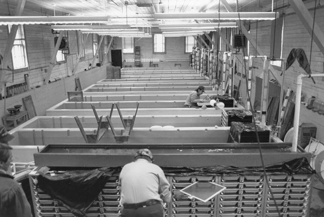 Image of fish hatchery equipment and workers.