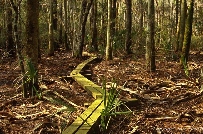 Florida National Scenic Trail Florida National Scenic Trail