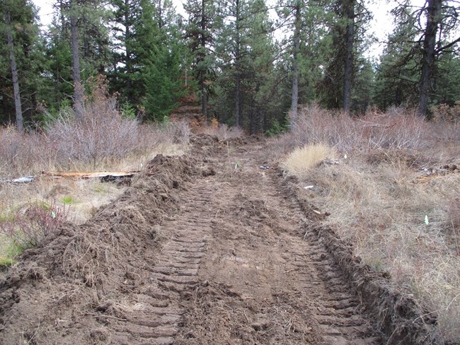Berm along one edge cuts through a grassy forested area A dirt path with a berm along one edge cuts through a grassy forested area