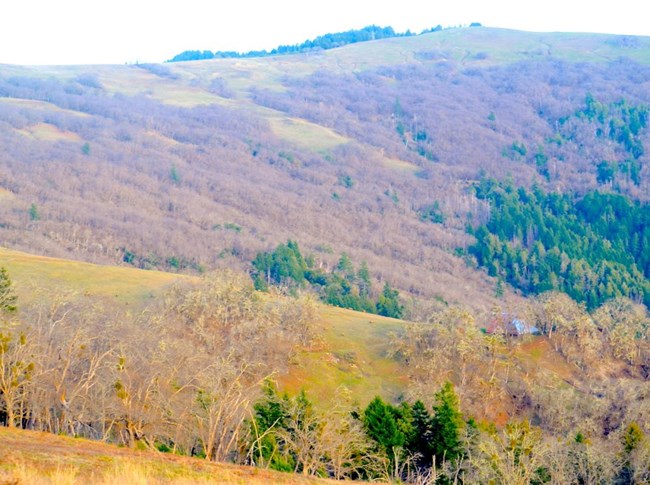 Redwood National Park’s Bald Hills, east view, as seen from the Home Place roadbed within the Lyons’ Ranches Historic District. Plant communities herein include prairie, Oregon white oak (Quercus garryana) woodland, and fir forest, intertwined today with Redwood National Park’s Bald Hills, east view, as seen from the Home Place roadbed within the Lyons’ Ranches Historic District. Plant communities herein include prairie, Oregon white oak (Quercus garryana) woodland, and fir forest, intertwined today with