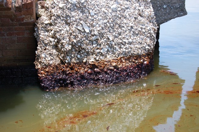 Tabby Walls Covered with Crude OIl Tabby walls made up of shells covered with crude oil.