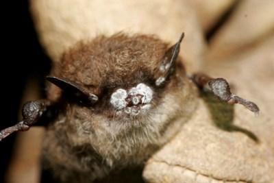 Close view of a brown bat with White Nose Syndrome