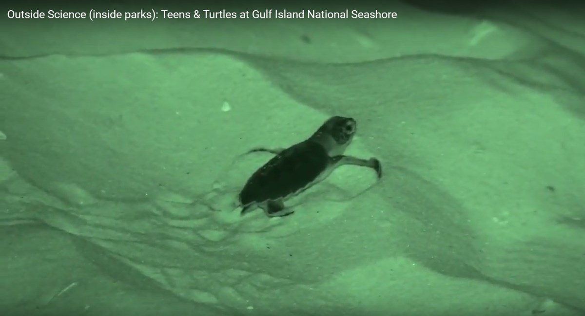 A sea turtle hatchling makes its way across coastal sand to the ocean. A sea turtle hatchling makes its way across coastal sand to the ocean.