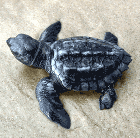 lt= Kemp's ridley hatchling on sand