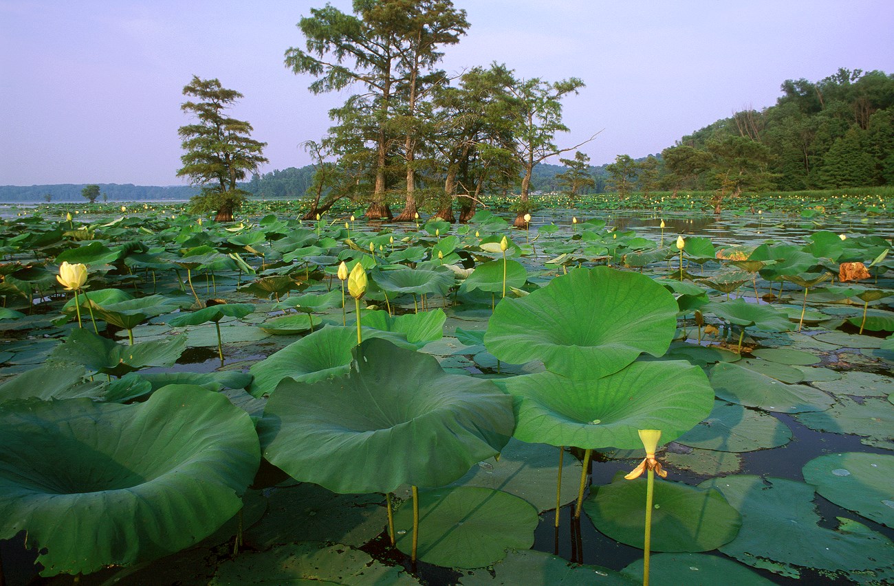 a lake of lily pads and trees in the middle