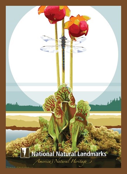 graphic image of pitcher plant and dragonfly