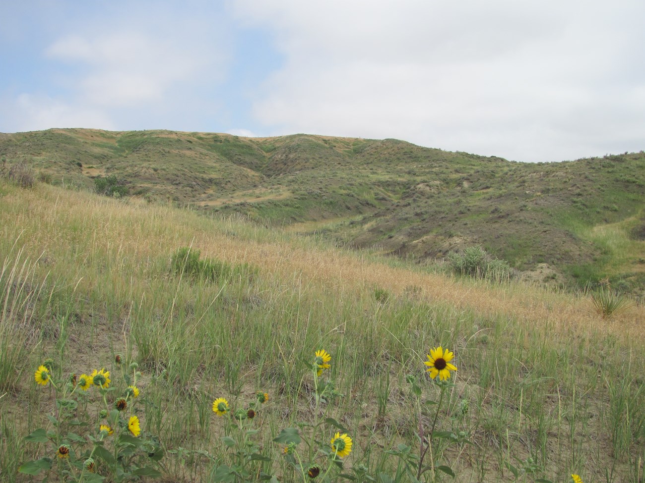 Scenic view and sunflowers at West Bijou NNL.