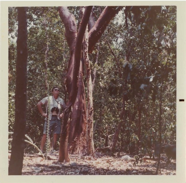 Person in forest next to twisted tree