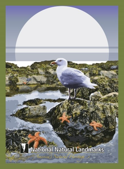 Marine environments 435 Gull on rocky seashore with tidal pools and sea stars