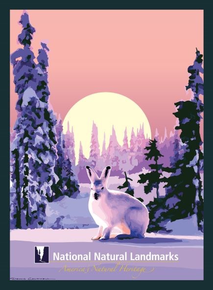 Graphic artwork of white rabbit in snow in foreground and sun and trees in background NNL Boreal Forest 435