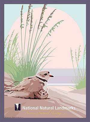 Birds on sand beach with tall grass