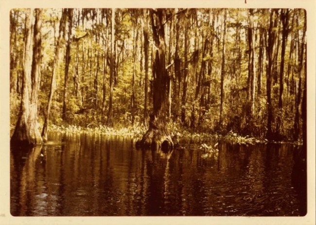 Vintage style image of swamp with open water in foreground and trees in background