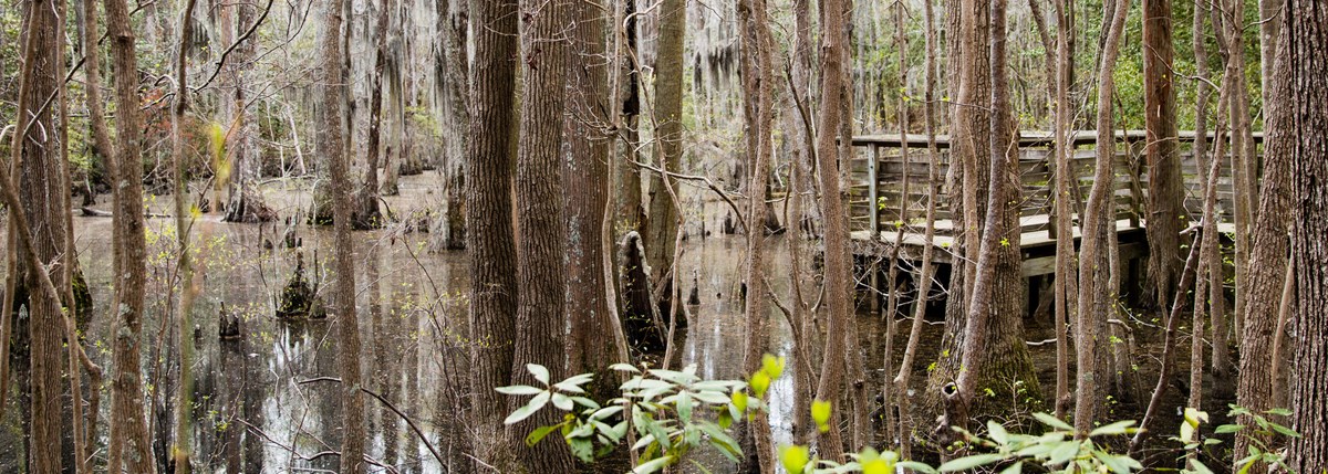 group of trees growing in a swamp with a dock settled in among the trees