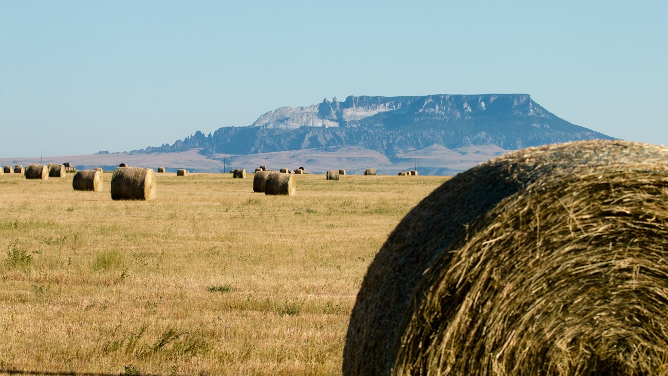 a field with round hay bales with a square shaped butte in the background