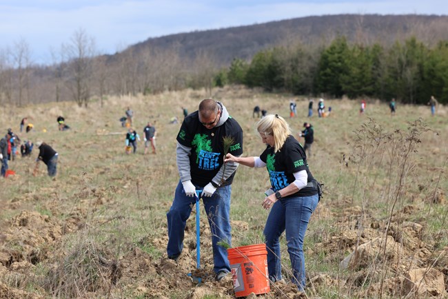 Group of volunteers planting seedlings in a large field