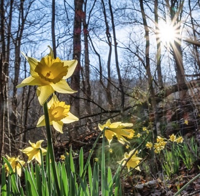 Daffodils growing on a forest hillside
