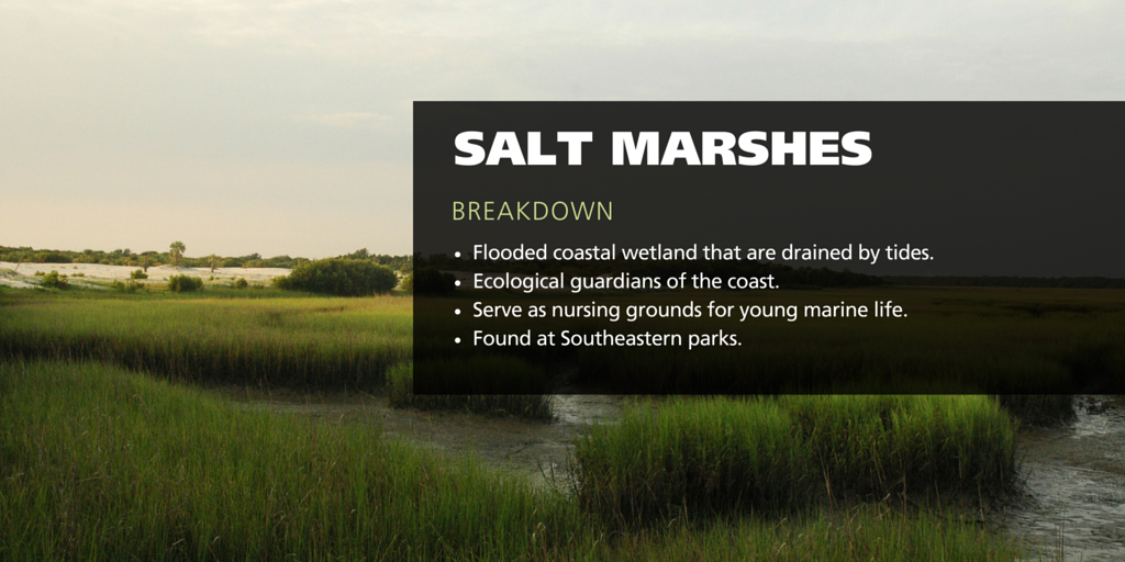 salt marshes