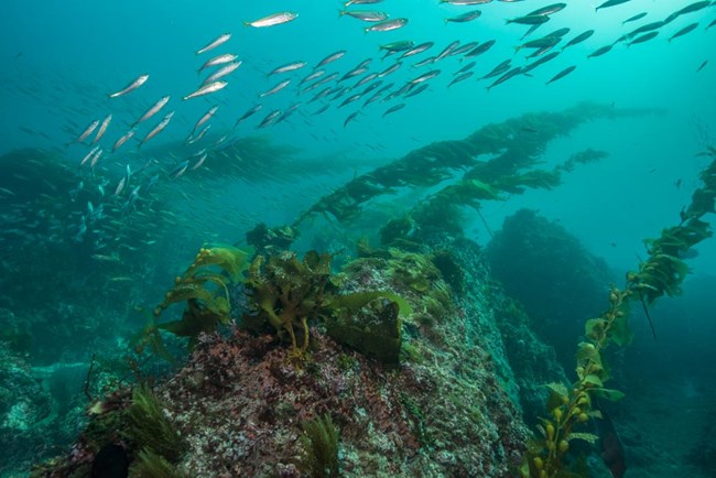 Fish Underwater school of fish swimming above strands of kelp