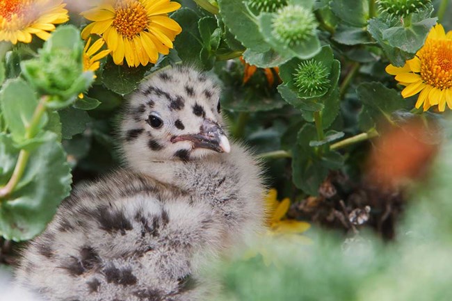 western gull chick sitting in flowering bush