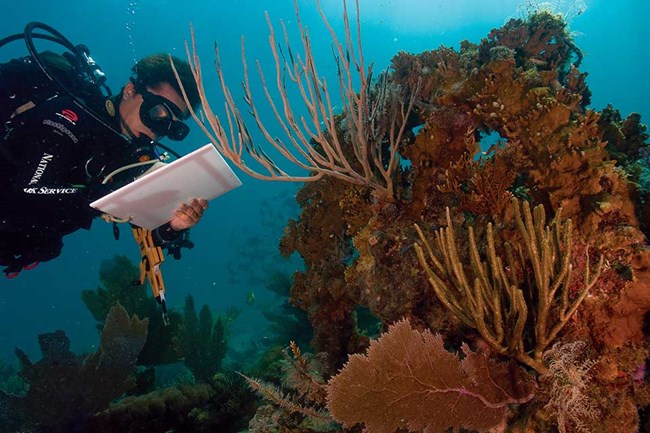 Coral Bleaching scuba diver studying coral underwater