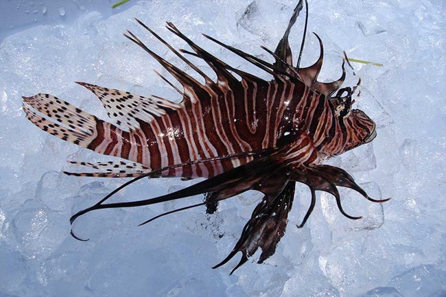 Lionfish close-up view of a lionfish on a bed of ice