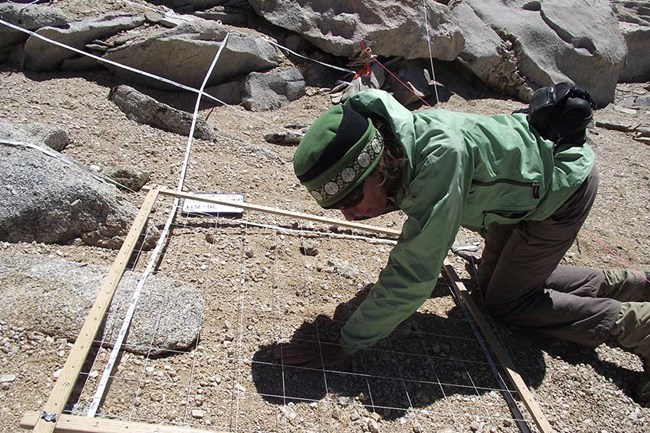 woman with a transect looking intently at dirt and rocks