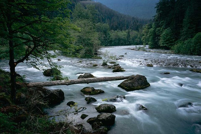 rushing river with forest in background