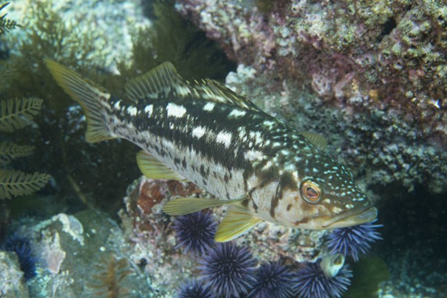 small kelp bass swimming next to algae-covered rocks and sea urchins