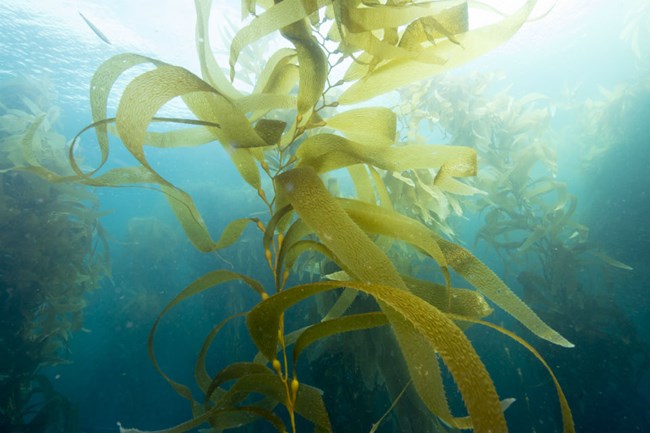 strand of giant kelp floating near the surface of the ocean