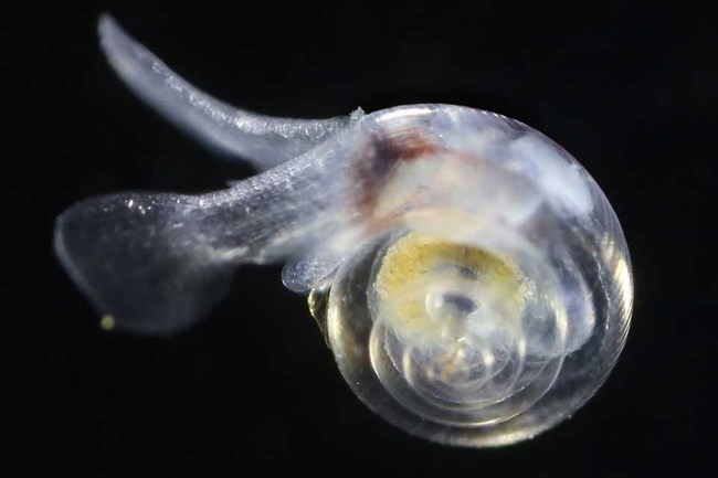 small pteropod in ocean water