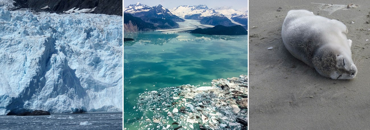 Glacier, remote area in Alaska and a seal