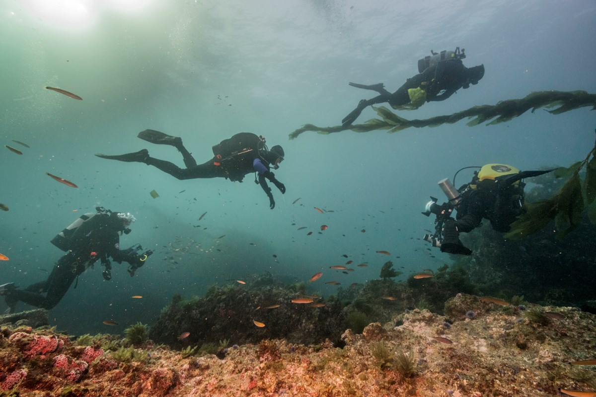four scuba divers swimming above rocky bottom of the ocean