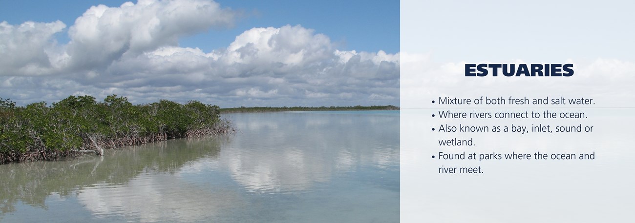 Estuary at Everglades National Park. Text over image reads: Mixture of both fresh and salt water.  Where rivers connect to the ocean. Also known as a bay, inlet, sound or wetland. Found at parks where the ocean and river meet.