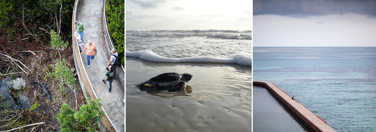 People look at alligators at Everglades National Park, a baby sea turtle heads for the water at Padre Island National Seashore and a man plays the guitar on the moat wall of Fort Jefferson.