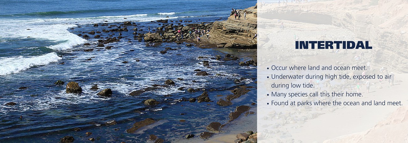 Rocky intertidal with people on rocks. Text over image reading: Occur where land and ocean meet.  Underwater during high tide, exposed to air during low tide.  Many species call this their home. Found at parks where the ocean and land meet.