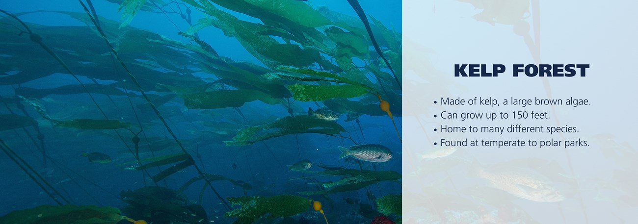 Kelp forest at Channel Islands National Park. Text over image reads: Made of kelp, a large brown algae.  Can grow up to 150 feet. Home to many different species. Found at temperate to polar parks.