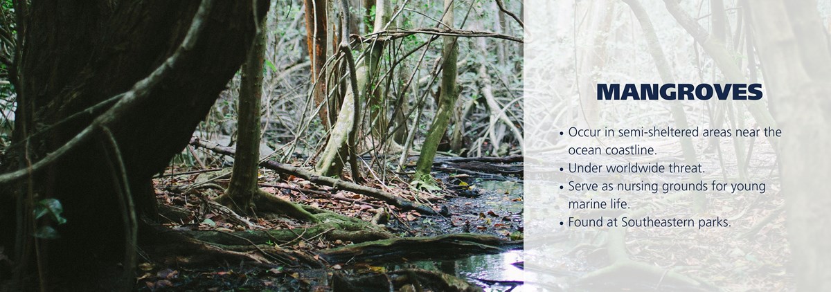 Mangroves at Everglades National Park. Text over image: Occur in semi-sheltered areas near the ocean coastline. Under worldwide threat. Serve as nursing grounds for young marine life. Found at Southeastern parks. Mangroves at Everglades National Park. Text over image: Occur in semi-sheltered areas near the ocean coastline. Under worldwide threat. Serve as nursing grounds for young marine life. Found at Southeastern parks.